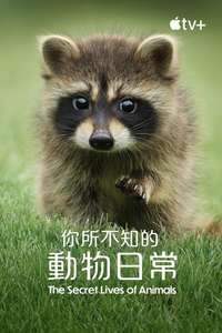 The Secret Lives of Animals - Posters