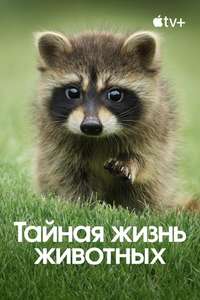 The Secret Lives of Animals - Posters
