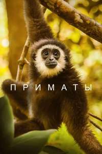Primates - Posters