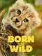 Born to Be Wild