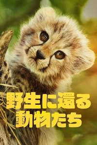 Born to Be Wild - Posters