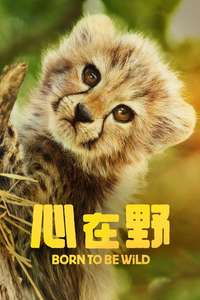 Born to Be Wild - Posters