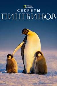 Secrets of the Penguins - Posters