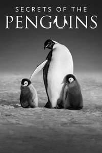 Secrets of the Penguins - Posters