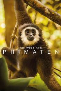 Primates - Posters