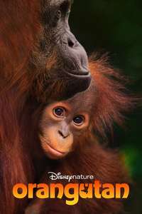 Orangutan - Posters