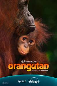 Orangutan - Posters