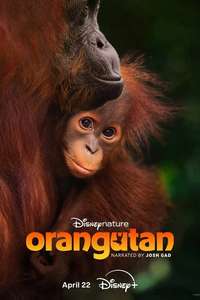 Orangutan - Posters