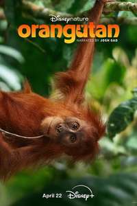 Orangutan - Posters