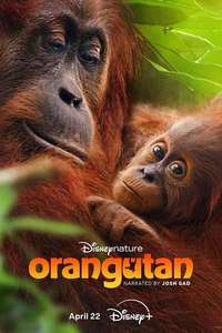 Orangutan - Posters
