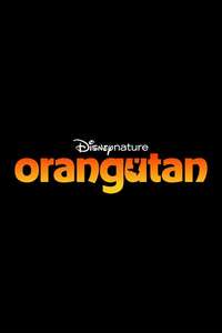 Orangutan - Posters