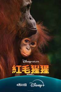 Orangutan - Posters
