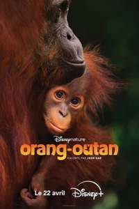 Orangutan - Posters