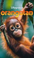 Orangutan