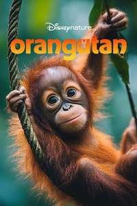 Orangutan - Posters