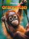 Orangutan