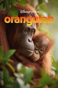 Orangutan - Posters