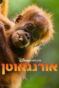 Orangutan - Posters