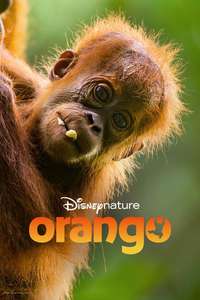 Orangutan - Posters