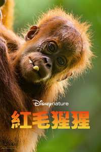 Orangutan - Posters