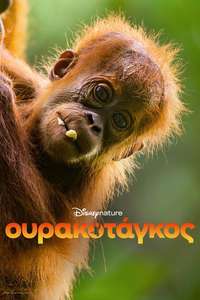 Orangutan - Posters