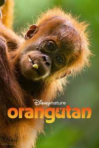 Orangutan - Posters