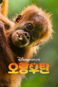 Orangutan - Posters