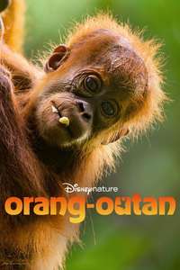 Orangutan - Posters