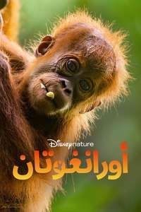 Orangutan - Posters