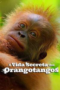 Secret Lives of Orangutans - Posters