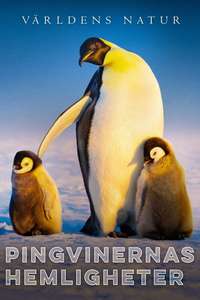 Secrets of the Penguins - Posters
