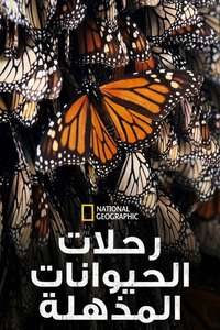 Incredible Animal Journeys - Posters