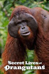 Secret Lives of Orangutans - Posters