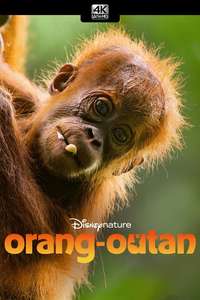 Orangutan - Posters