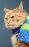 Bob the Cat