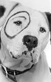 Petey 