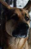 German Shepherd Baikal