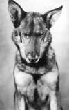 Rin-Tin-Tin 