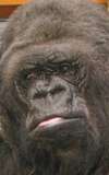  Koko