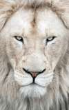 Thor the White Lion