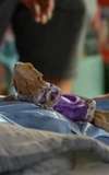 Fay the Lizard