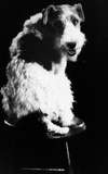 Skippy 