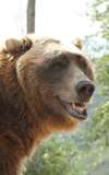 Bart The Bear
