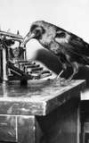 Jimmy the Crow
