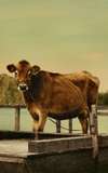 Eve the Cow