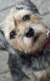  Gidget