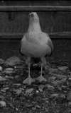 Sully Seagull