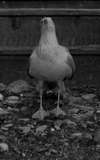 Sully Seagull