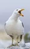 Sully Seagull