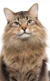 Tonic the Cat